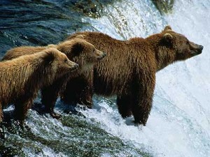 3 bears at the edge of the falls