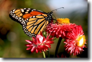 The butterfly moves its wings in great sweeps as it moves from flower to flower.