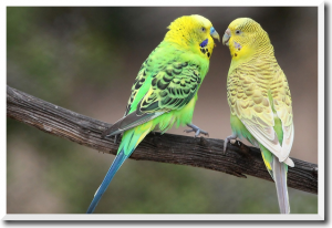 Budgie landing on a branch