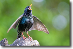 Common Starling