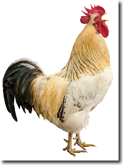 rooster1.png